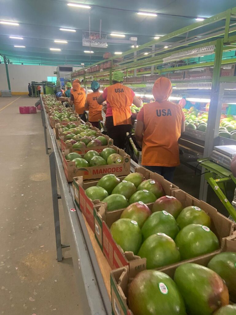 Exportación de Mango Kent Perú - Selección CamyFruits