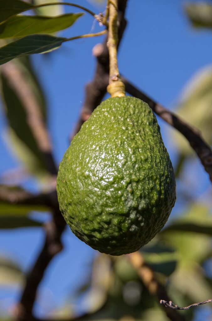 avocado, fruit, healthy, organic, growth, hass avocado, persea americana, avocado, avocado, avocado, avocado, avocado