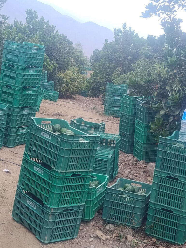 Cajas de exportación de Palta Hass Perú - CamyFruits