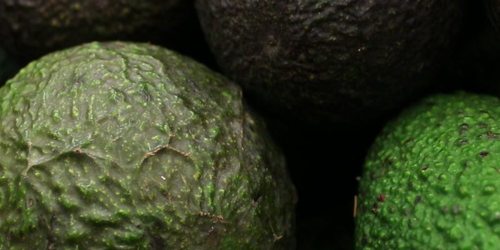 Pallets de Exportación de Palta Hass Perú - CamyFruits